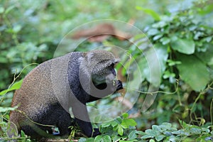 Monkey eat green leafage in jungle