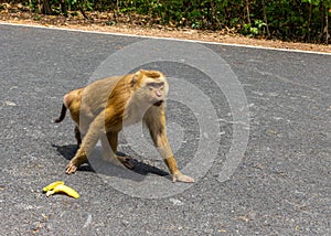 Monkey primate get angry