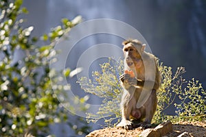 Monkey Eating