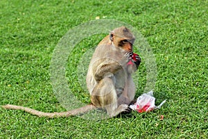 Monkey eating aerated soft drink