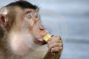 Monkey eating Banana