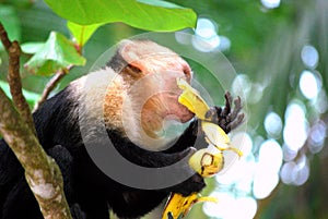 Monkey eating a banana