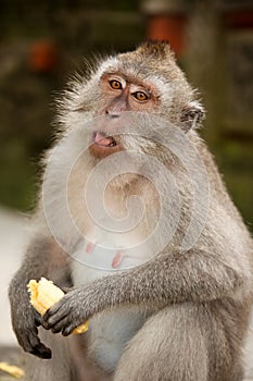 Monkey eating banana