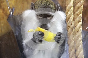 Monkey eating banana