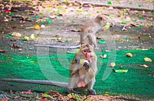 Monkey is eating a banana