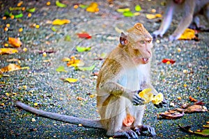 Monkey is eating a banana