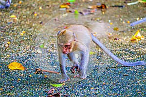 Monkey is eating a banana