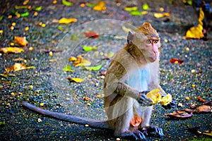 Monkey is eating a banana