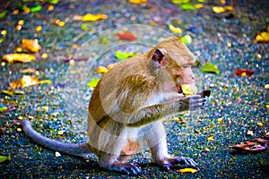 Monkey is eating a banana