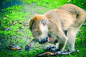 Monkey is eating a banana