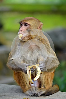 Monkey eating banana