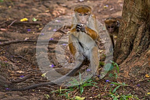 Monkey eating banana