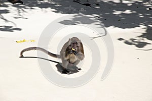 Monkey eating banana - beach on Thailand