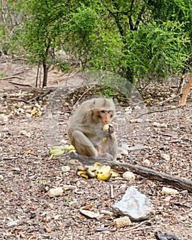 Monkey eating banana in forest