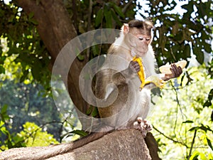 Monkey eating a banana, Goa, India