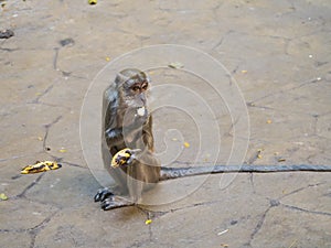 Monkey eating banana