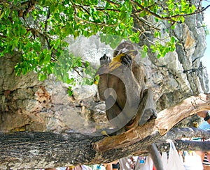 Monkey eating a banana at the Monkey Beach in Phi Phi Islands, Thailand