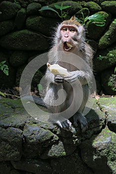 Monkey eating banana