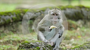 Monkey eating banana at the zoo