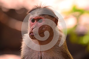 Indian Monkey