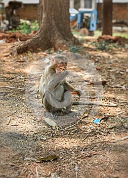 Monkey eating biscuits