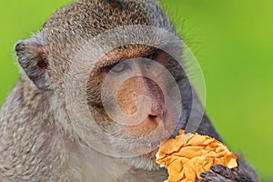Monkey eating bread