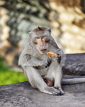 Monkey eating bread