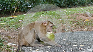 monkey eating coconut in the park