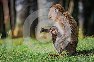 Monkey eating-crab macaque long-tailed macaque mother is feeding its young attached to its breast in Koh Lanta island in the Nat