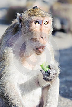 Monkey eating cucumbers