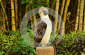 Monkey eating eagle.