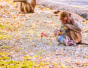 Monkey eating food on ground with baby in nature wildlife