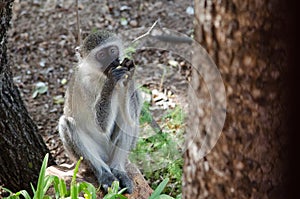 Monkey eating fruit