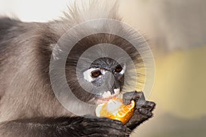 Monkey eating fruit ( Presbytis obscura reid ).