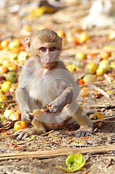 Monkey eating the fruit at the roadside of India