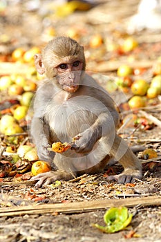 Monkey eating the fruit at the roadside of India