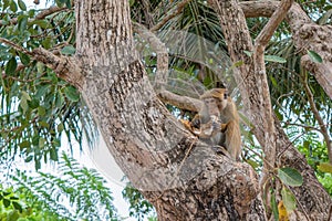 Monkey eating fruit sitting on the tree