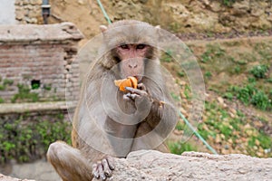 Monkey eating fruits while sitting at the fence