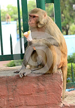 Monkey eating ice cream