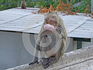 Monkey eating ice cream