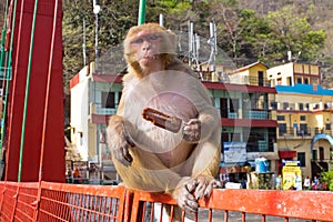 Monkey eating an ice cream on the bridge in Laxman Jhula in India