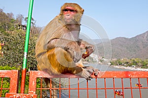 Monkey eating an icecream on the bridge at Laxman Jhula in India