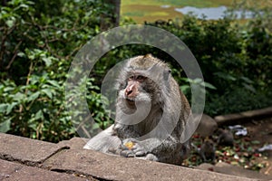 Monkey Eating Lichi