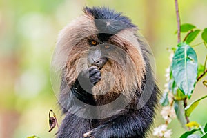 Monkey eating. Lion-tailed macaque on the tree in the forest. Valrapai