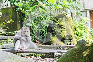 Monkey eating at Monkey Forest Sanctuary in Ubud