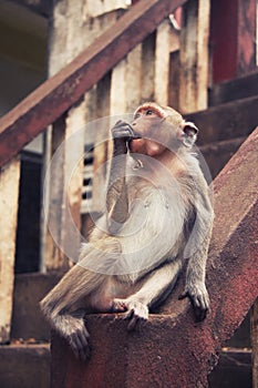 Monkey eating a nut;