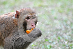 Monkey eating orange