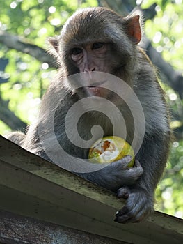 monkey eating orange