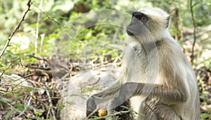 Monkey eating patato photo