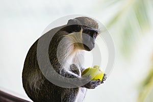 Monkey eating a piece of fruit